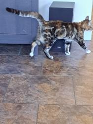 Lost Female Cat last seen Bluebird and W Falcon Ct, Lecanto, FL 34461