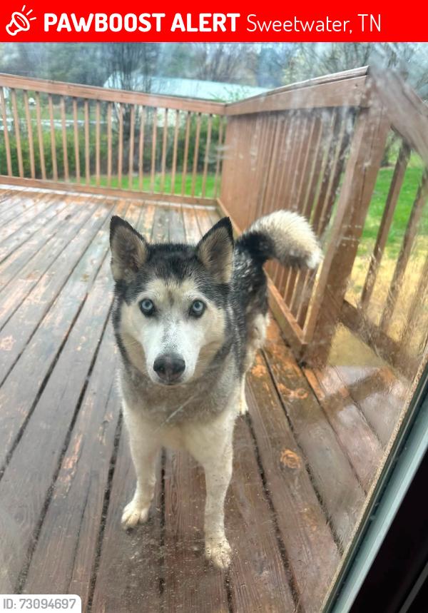 Lost Female Dog last seen Sweetwater Elementary, Sweetwater, TN 37874