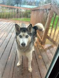 Lost Female Dog last seen Sweetwater Elementary, Sweetwater, TN 37874