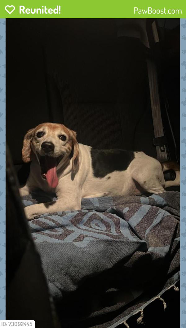Reunited Male Dog last seen Cocoanut Row and Primavera Way - Palm Beach FL, Palm Beach, FL 33480