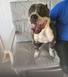 Found/Stray Male Dog last seen Bryant & Eastern, Oklahoma City, OK 73160
