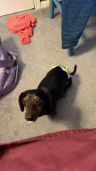 Lost Female Dog last seen Bramblewood Dr and Carol Crest, Houston, TX 77079