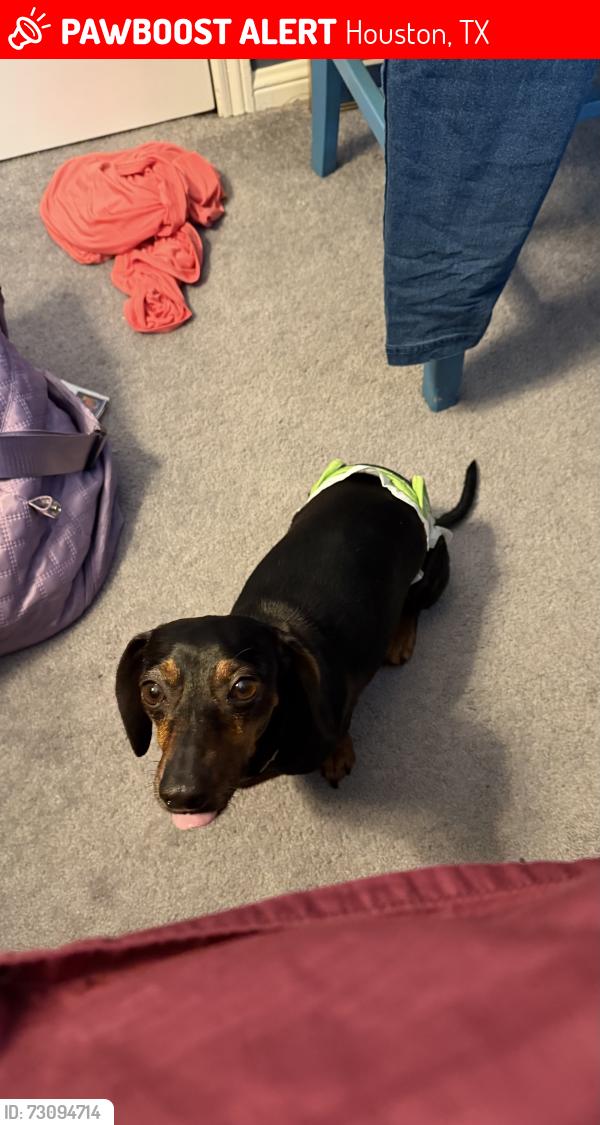 Lost Female Dog last seen Bramblewood Dr and Carol Crest, Houston, TX 77079