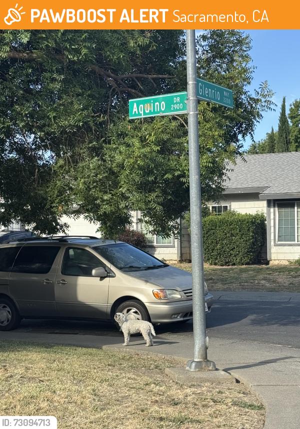 Found/Stray Male Dog last seen Aquino dr and ciervo way, Sacramento, CA 95833