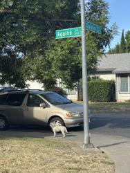 Found/Stray Male Dog last seen Aquino dr and ciervo way, Sacramento, CA 95833