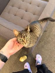 Found/Stray Female Cat last seen Grounds for Sculpture, Hamilton Township, NJ 08619