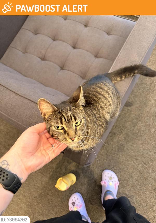 Found/Stray Female Cat last seen Grounds for Sculpture, Hamilton Township, NJ 08619