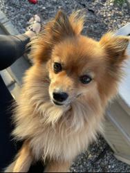 Reunited Female Dog last seen Near Los Cedros Ave, Fontana, CA 92336, USA, Fontana, CA 92336