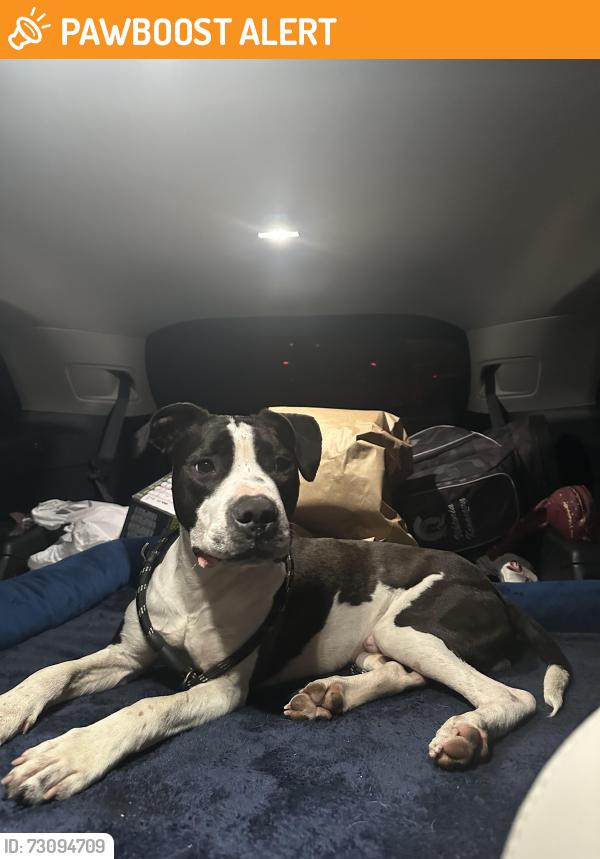 Found/Stray Male Dog last seen Rockwater marina, North Little Rock, AR 72114