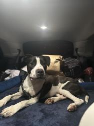 Found/Stray Male Dog last seen Rockwater marina, North Little Rock, AR 72114