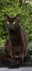 Lost Male Cat last seen Near Jacobs rd deland fl, DeLand, FL 32724