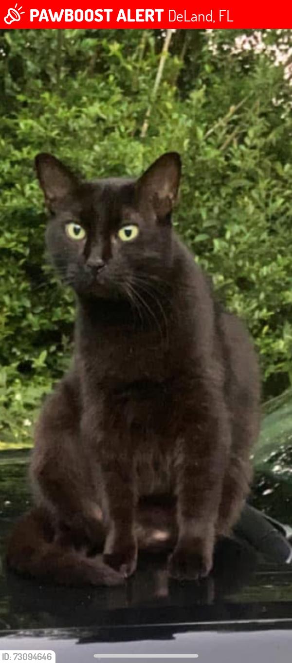 Lost Male Cat last seen Near Jacobs rd deland fl, DeLand, FL 32724