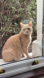 Lost Male Cat last seen Westmorland park, Berkshire, England RG42
