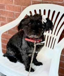 Reunited Female Dog last seen Inside Rafington Place Subdivision off of Simonton Rd, Lawrenceville, GA 30046