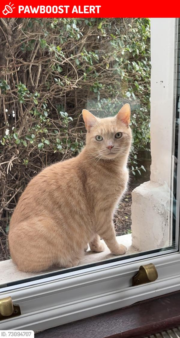 Lost Male Cat last seen Westmorland park, Berkshire, England RG42