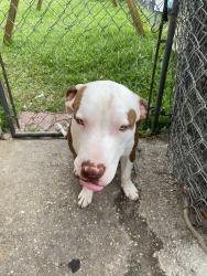 Lost Male Dog last seen Near ludlam rd Miami Florida, Miami, FL 33155