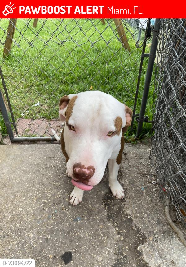 Lost Male Dog last seen Near ludlam rd Miami Florida, Miami, FL 33155