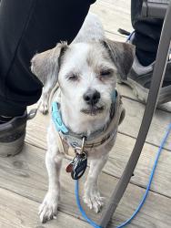 Reunited Female Dog last seen Flower St and S Gilbert St., Fullerton, CA 92832