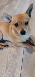 Reunited Male Dog last seen Hulen st and old Cleburne, Fort Worth, TX 76036
