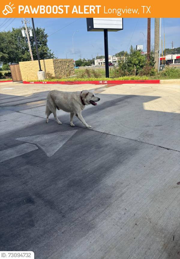 Found/Stray Male Dog last seen Take 5 oil change, Longview, TX 75605