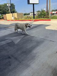 Found/Stray Male Dog last seen Take 5 oil change, Longview, TX 75605