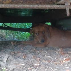Reunited Unknown Dog last seen Lake mac road , DeLand, FL 32720