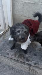 Found/Stray Female Dog last seen Compton area San Luis st and San Vicente st, East Compton, CA 90221