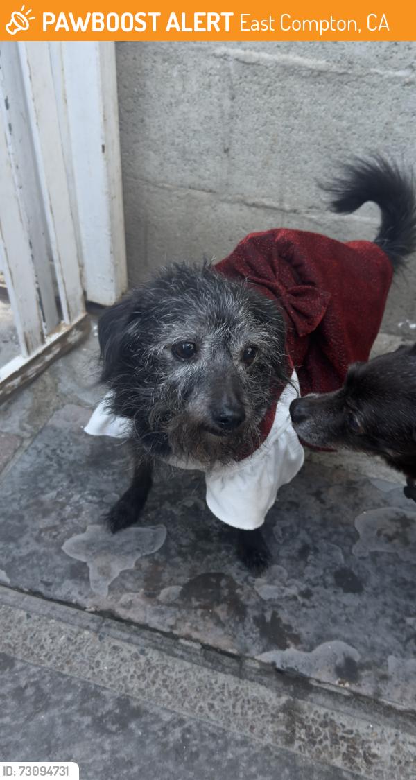 Found/Stray Female Dog last seen Compton area San Luis st and San Vicente st, East Compton, CA 90221