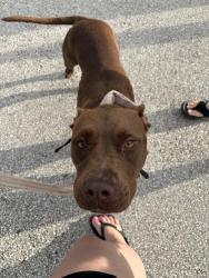 Found/Stray Female Dog last seen Turtle Run Park on Cameo between PSL blvd and Crosstown, Port St. Lucie, FL 34986