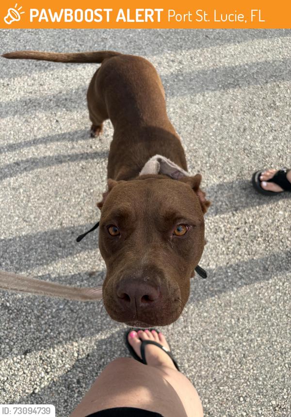 Found/Stray Female Dog last seen Turtle Run Park on Cameo between PSL blvd and Crosstown, Port St. Lucie, FL 34986