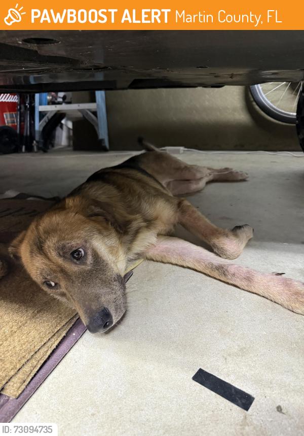 Found/Stray Female Dog last seen gaines, Martin County, FL 34997