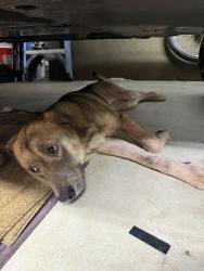 Found/Stray Female Dog last seen gaines, Martin County, FL 34997