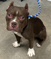 Shelter Stray Male Dog last seen Near Cudell, 1st District, OH, 9203 Detroit Ave, Cleveland, OH 44102, USA