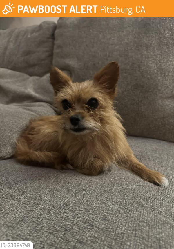 Found/Stray Female Dog last seen 8th street Pittsburg , Pittsburg, CA 94565