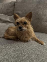 Found/Stray Female Dog last seen 8th street Pittsburg , Pittsburg, CA 94565
