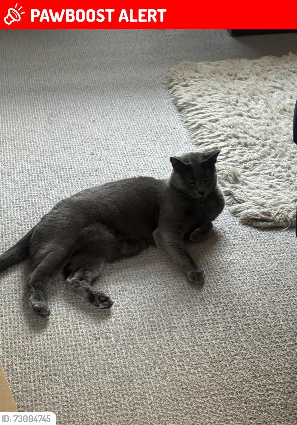 Lost Male Cat last seen Richmond street , Totterdown, England BS3 4TJ