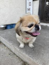 Found/Stray Female Dog last seen san ysidro blvd, San Diego, CA 92173