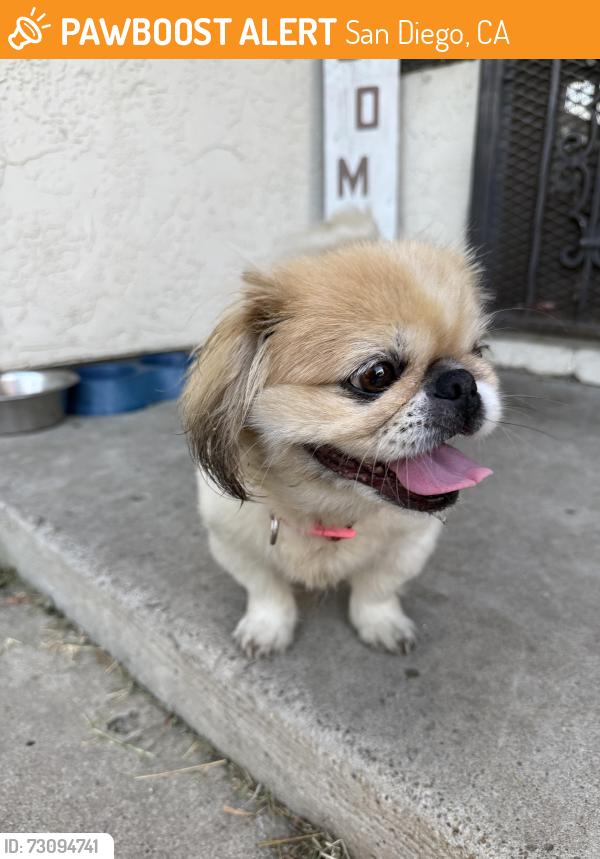 Found/Stray Female Dog last seen san ysidro blvd, San Diego, CA 92173