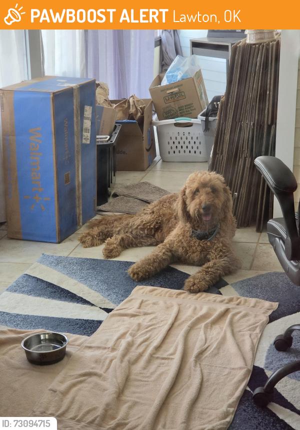 Found/Stray Male Dog last seen SE Hillcrest and SE Redbud Pl, Lawton, OK 73501