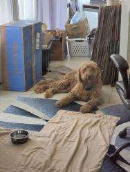 Found/Stray Male Dog last seen SE Hillcrest and SE Redbud Pl, Lawton, OK 73501