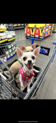 Lost Female Dog last seen madison near the NPR library, New Port Richey, FL 34652
