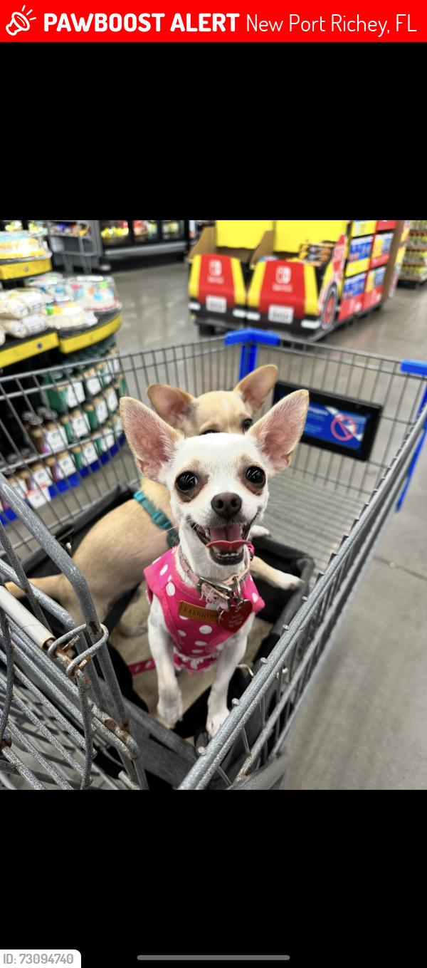 Lost Female Dog last seen madison near the NPR library, New Port Richey, FL 34652