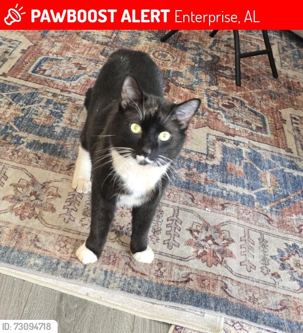 Lost Male Cat last seen Near cherry hill rd, Enterprise, AL 36330