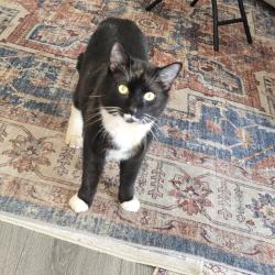 Lost Male Cat last seen Near cherry hill rd, Enterprise, AL 36330