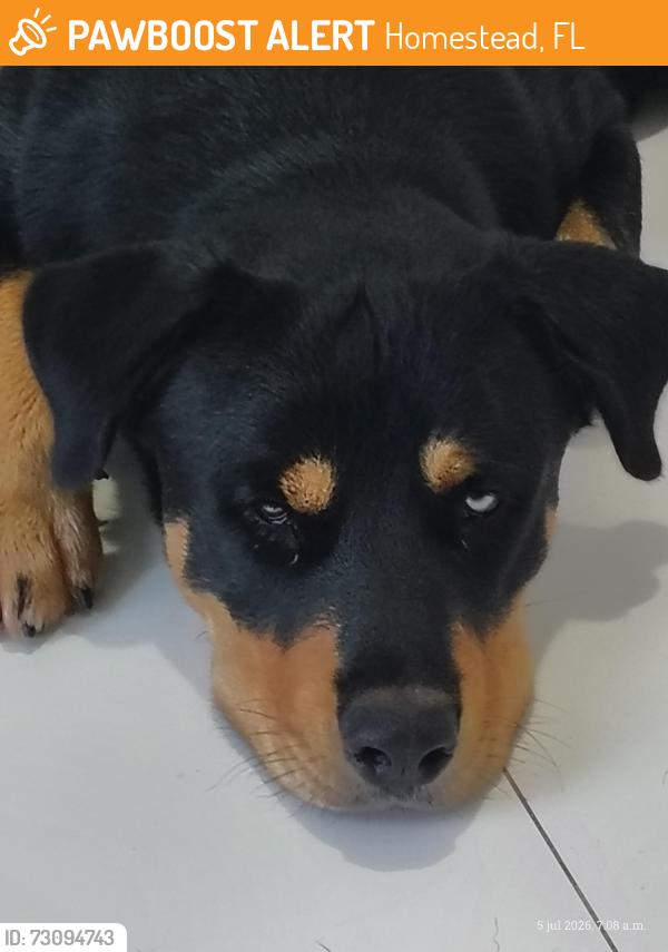 Found/Stray Male Dog last seen Near se 192 avenida, Homestead, FL 33030