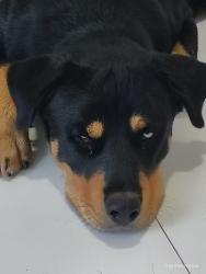 Found/Stray Male Dog last seen Near se 192 avenida, Homestead, FL 33030