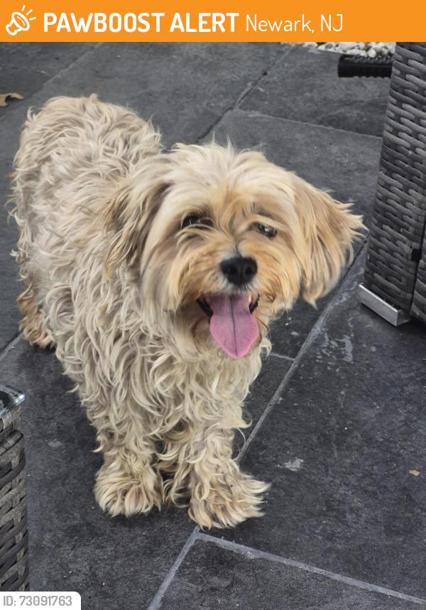 Found/Stray Unknown Dog last seen Clifton avenue Newark, Newark, NJ 07104