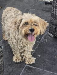 Found/Stray Unknown Dog last seen Clifton avenue Newark, Newark, NJ 07104