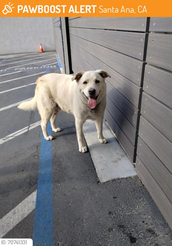 Found/Stray Male Dog last seen a better way and newhope, Santa Ana, CA 92843