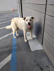 Found/Stray Male Dog last seen a better way and newhope, Santa Ana, CA 92843